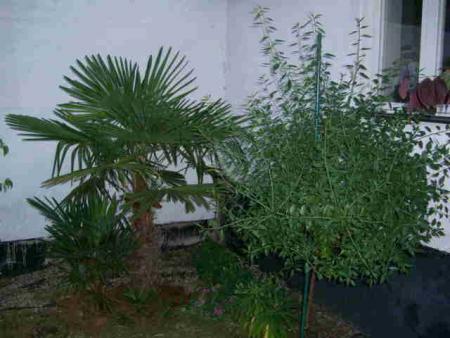 gallery_13487_1735_11926.jpg