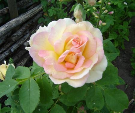 gallery_2985_1706_64023.jpg