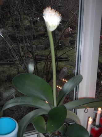 gallery_12962_1656_15894.jpg