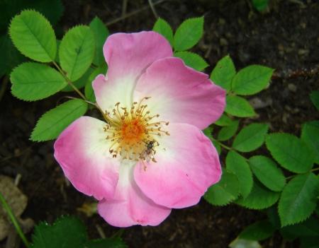 gallery_2985_1706_1348.jpg