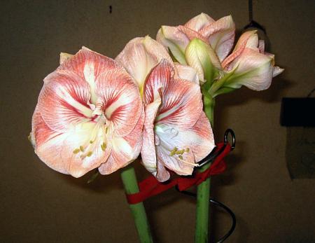 gallery_6592_743_84244.jpg
