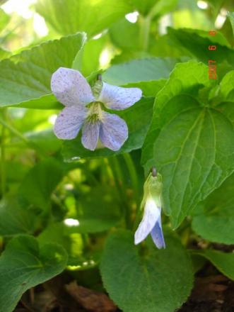 gallery_72_1707_17356.jpg