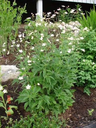 gallery_72_1707_3057.jpg