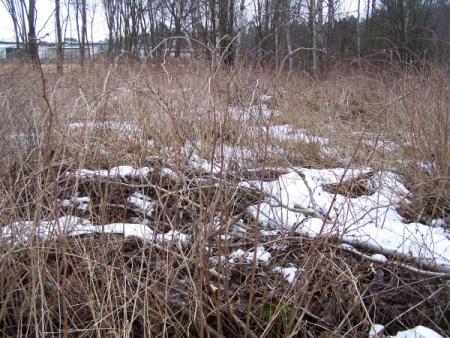 gallery_7606_1740_59972.jpg
