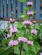 tn_gallery_72_1707_10305.jpg