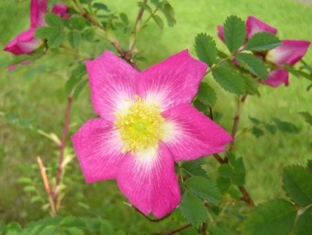 gallery_2985_1706_121169.jpg