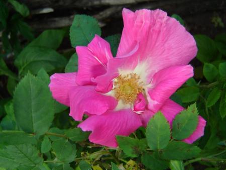 gallery_2985_1706_124236.jpg