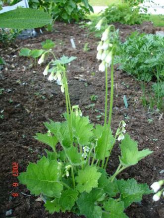 gallery_72_1707_21093.jpg