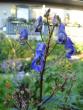 tn_gallery_72_1707_243.jpg