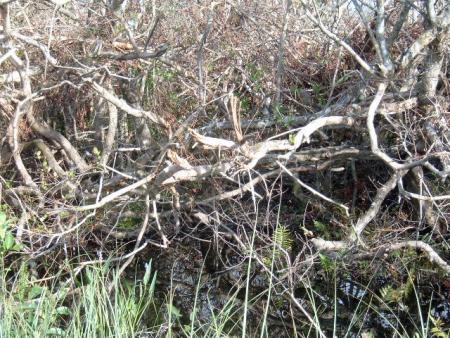 gallery_10191_1750_72552.jpg