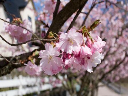 gallery_13578_8_203550.jpg