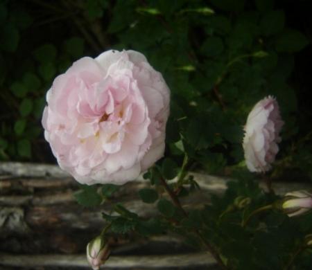 gallery_2985_1706_27627.jpg