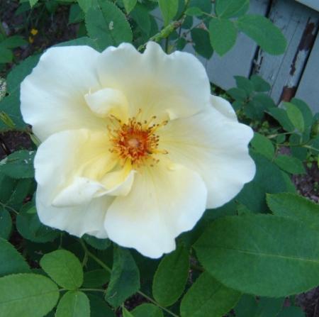 gallery_2985_1706_43647.jpg
