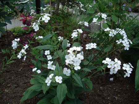 gallery_72_1707_61707.jpg