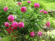 tn_gallery_5006_39_79604.jpg