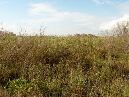 gallery_10191_1750_47666.jpg