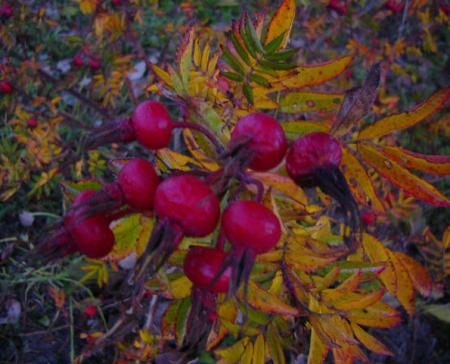 gallery_12789_1345_6126.jpg