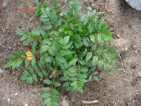 gallery_72_1707_21035.jpg
