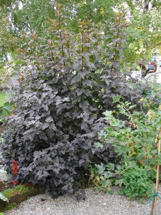 gallery_72_1707_47555.jpg