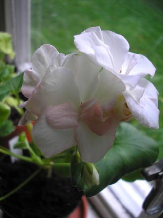 gallery_5783_1182_10857.jpg