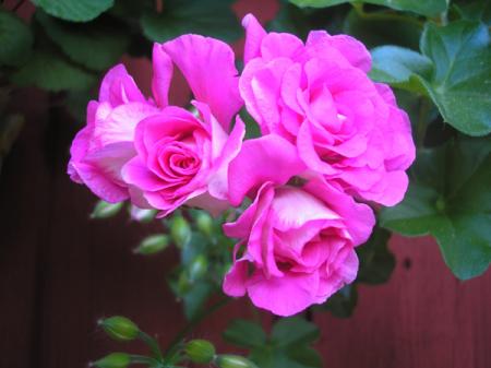 gallery_5783_1182_110438.jpg
