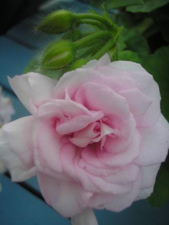 gallery_5783_1182_14307.jpg