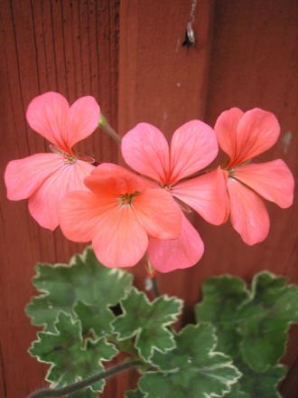 gallery_5783_1182_29216.jpg