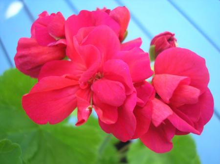 gallery_5783_1182_38298.jpg