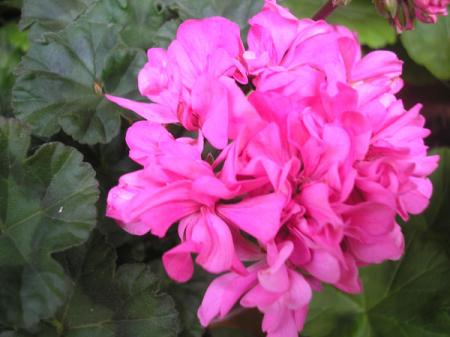 gallery_5783_1182_41092.jpg
