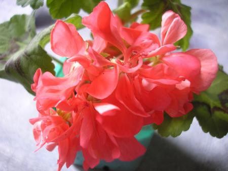 gallery_5783_1182_45102.jpg
