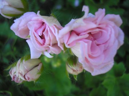 gallery_5783_1182_89817.jpg