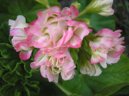 gallery_5783_1182_9678.jpg