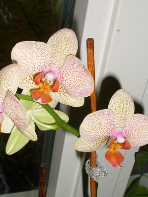 gallery_5307_545_31018.jpg