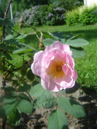 gallery_2985_1706_31669.jpg