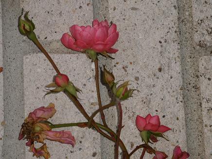 gallery_5307_533_36848.jpg