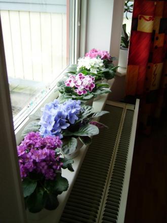 gallery_13447_1715_391610.jpg