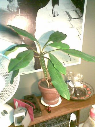 gallery_13624_1768_10493.jpg