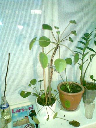 gallery_13624_1768_49482.jpg