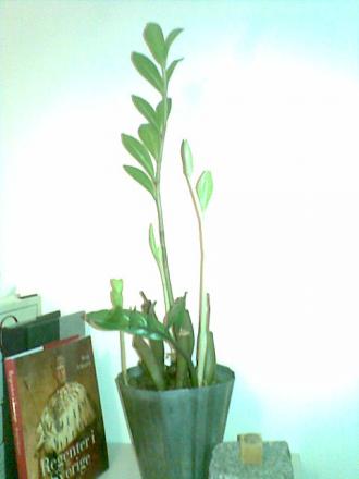 gallery_13624_1768_9651.jpg