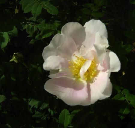 gallery_2985_1706_71939.jpg