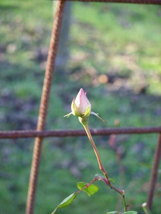 gallery_5307_533_14271.jpg