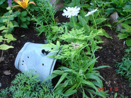 gallery_72_1707_50349.jpg