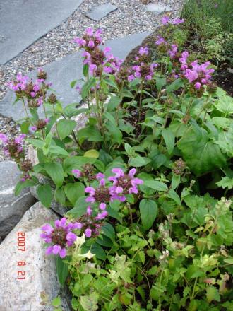 gallery_72_1707_8033.jpg