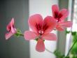 tn_gallery_13447_1715_14064.jpg
