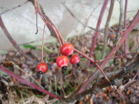 gallery_12789_1345_47714.jpg