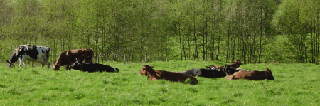 gallery_2483_1117_200684.gif