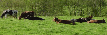 gallery_2483_1117_275654.gif