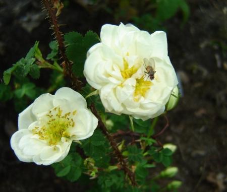 gallery_2985_1706_74105.jpg