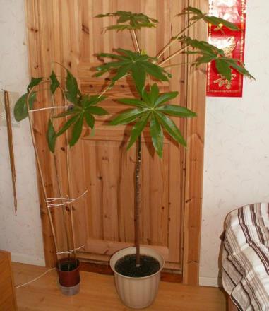 gallery_3388_372_78083.jpg