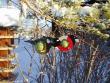 tn_gallery_13126_1773_47972.jpg